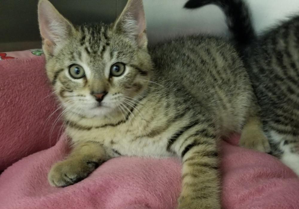 Tabby Kitten (cc 7214), a ADOPTABLE Domestic Short Hair in West Orange, NJ image 1/6