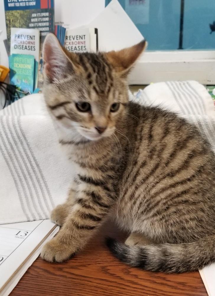 Tabby Kitten (cc 7214), a ADOPTABLE Domestic Short Hair in West Orange, NJ image 3/6