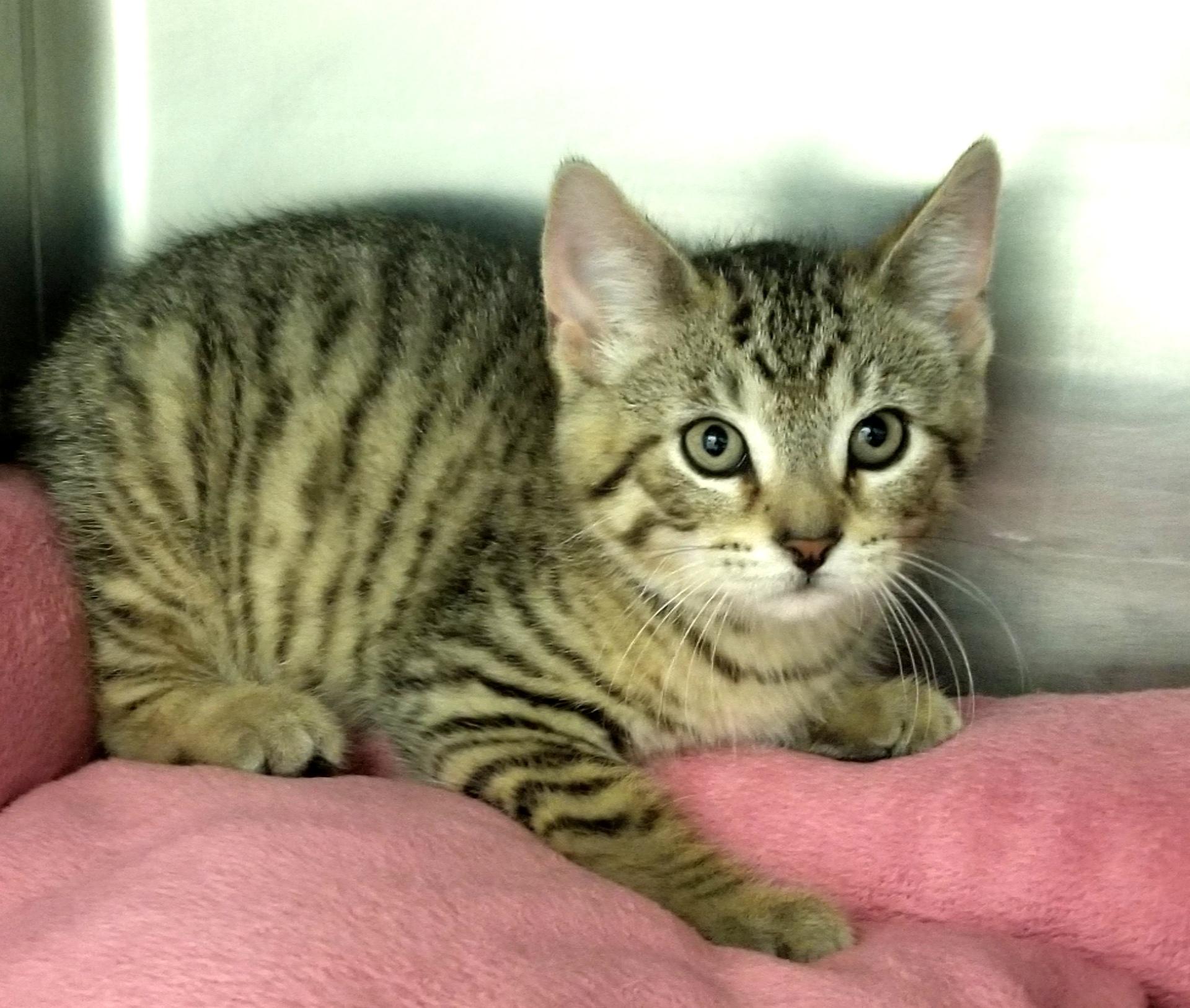 Tabby Kitten (cc 7214), a ADOPTABLE Domestic Short Hair in West Orange, NJ image 4/6