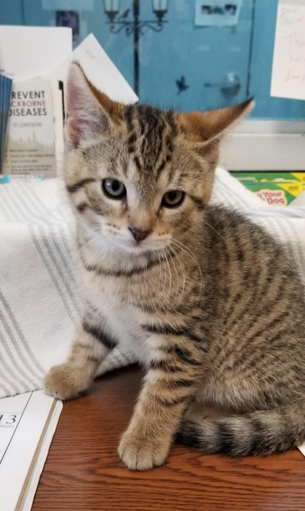 Tabby Kitten (cc 7214), a ADOPTABLE Domestic Short Hair in West Orange, NJ image 6/6