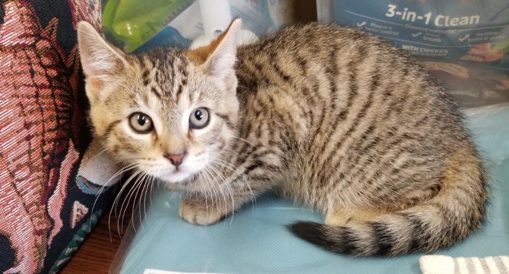 Tabby Kitten (cc 7214), a ADOPTABLE Domestic Short Hair in West Orange, NJ image 2/6
