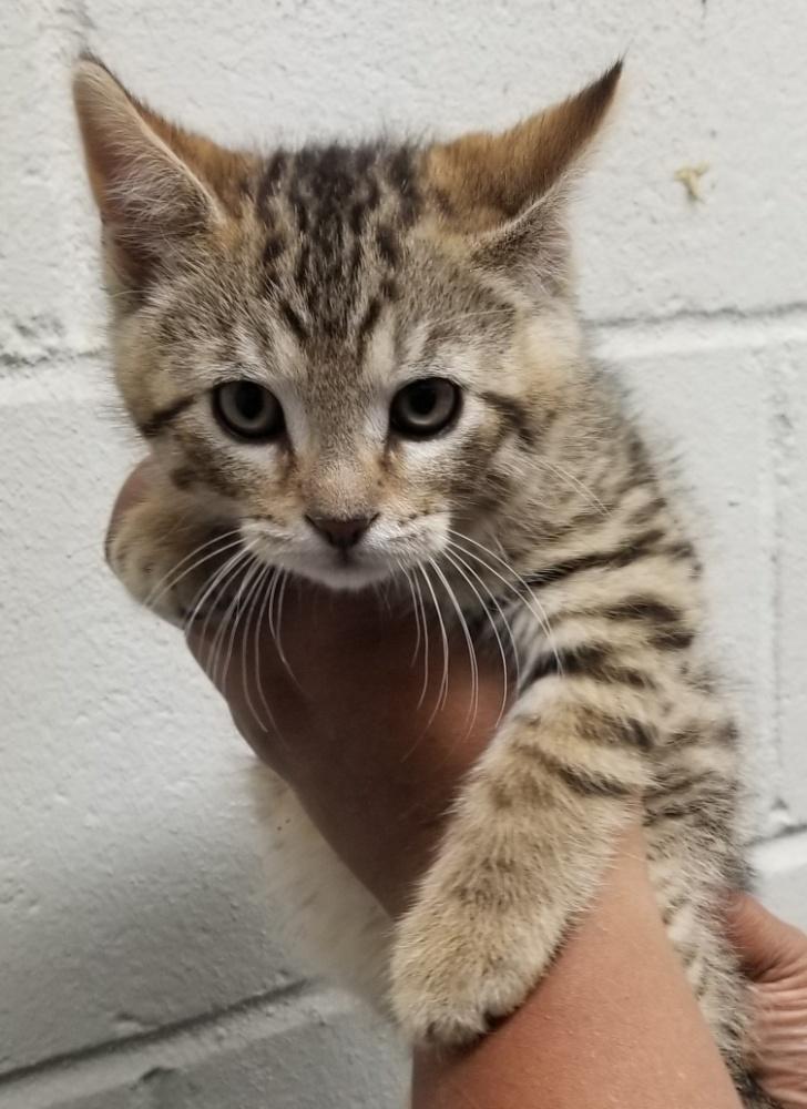 Tabby Kitten (cc 7214), a ADOPTABLE Domestic Short Hair in West Orange, NJ image 5/6
