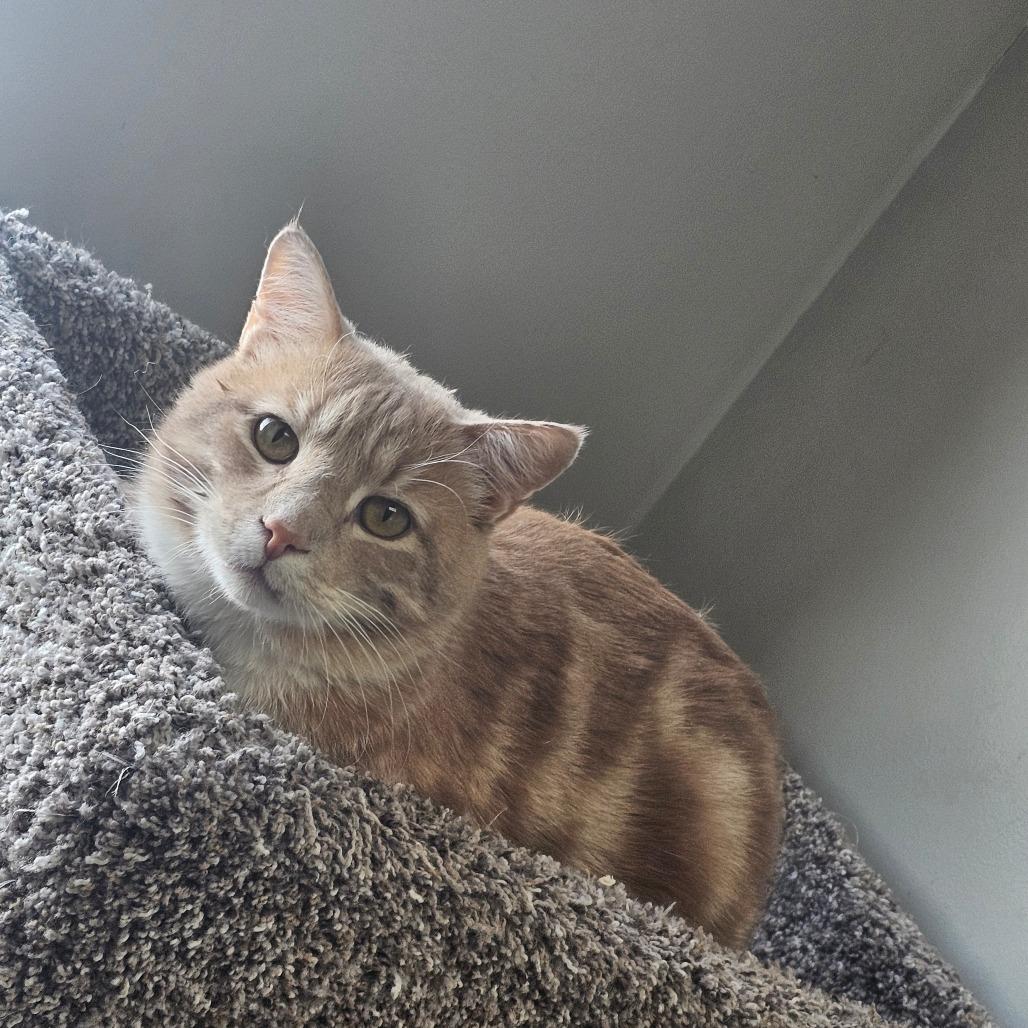 Lincoln, Adoptable, Adult Male Domestic Medium Hair.