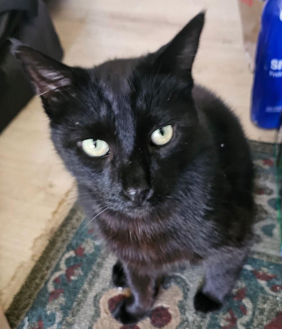 Mr. Darcy, Adoptable, Adult Male Bombay & Domestic Short Hair.