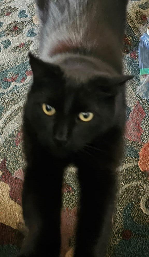 Enlarge Mr. Darcy, a Adoptable mixed breed in Palo Alto, CA image 3/3