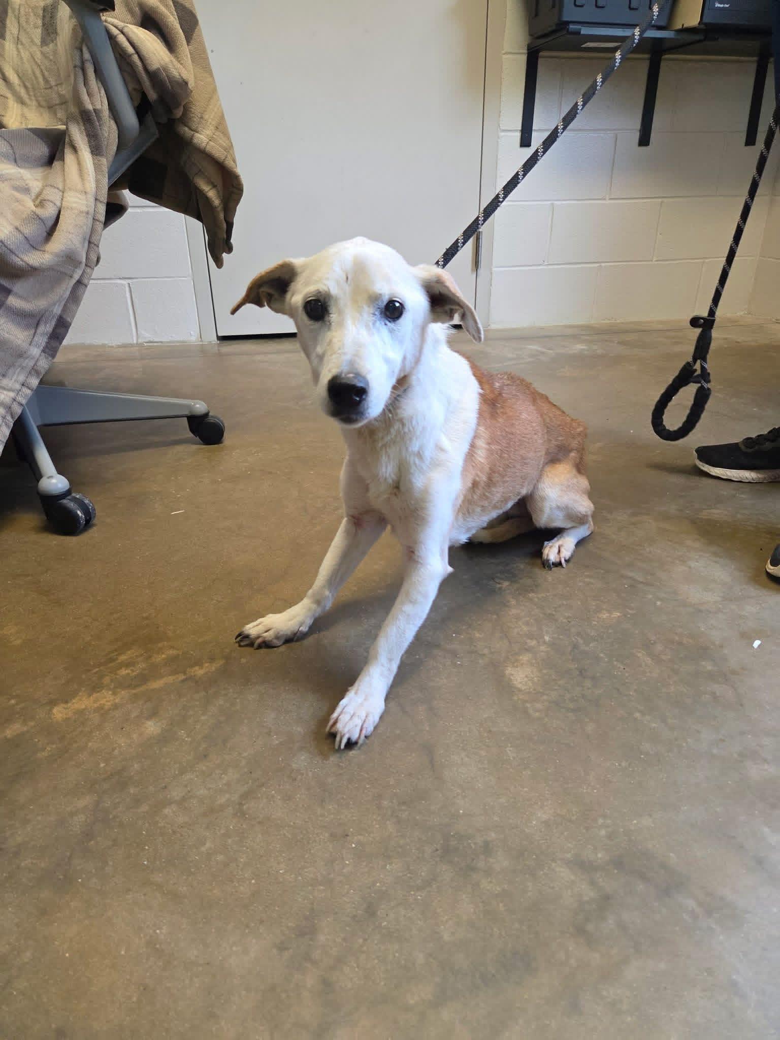 Lucy, Adoptable, Senior Female Mixed Breed.