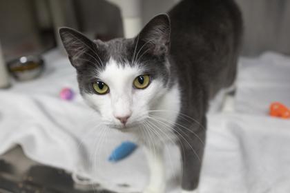 89081A Kelvin, Adoptable, Adult Male Domestic Short Hair & Domestic Short Hair.