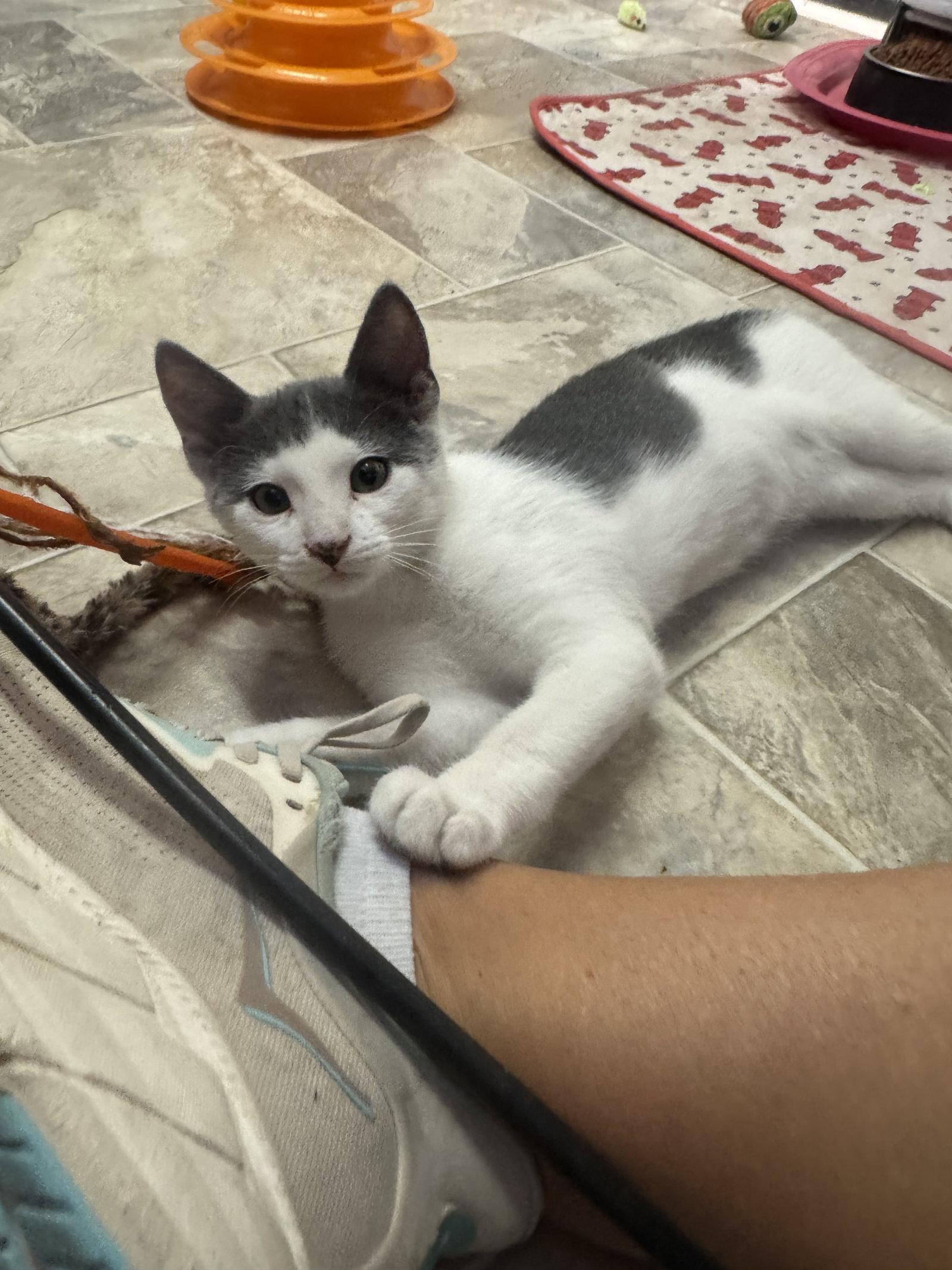 Sullivan, Adoptable, Kitten Male Domestic Short Hair.