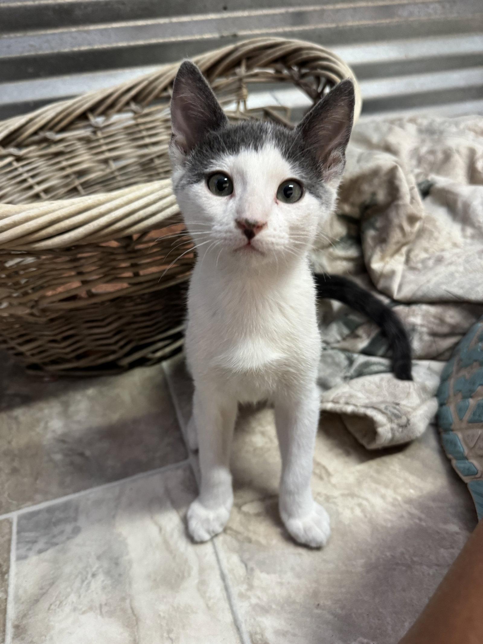 Sullivan, a Adoptable Domestic Short Hair in Williamsburg, NM image 2/3