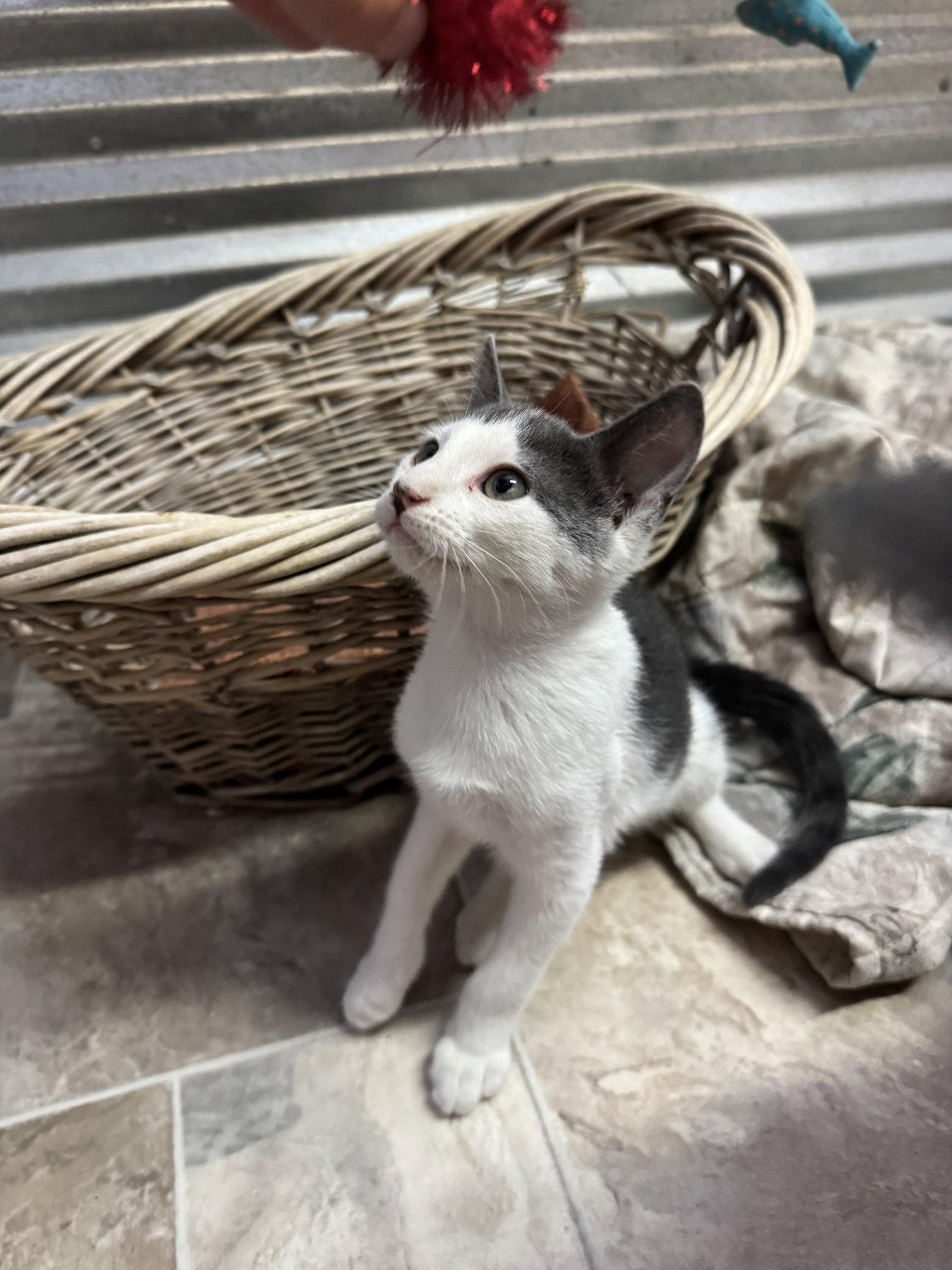 Sullivan, a Adoptable Domestic Short Hair in Williamsburg, NM image 3/3