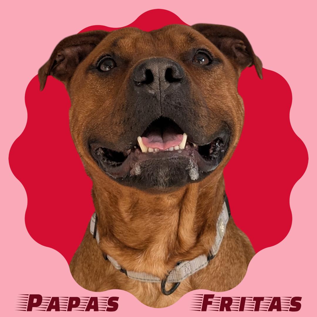 Enlarge Papas Fritas, an adoption pending mixed breed in Manchester, NH image 1/1