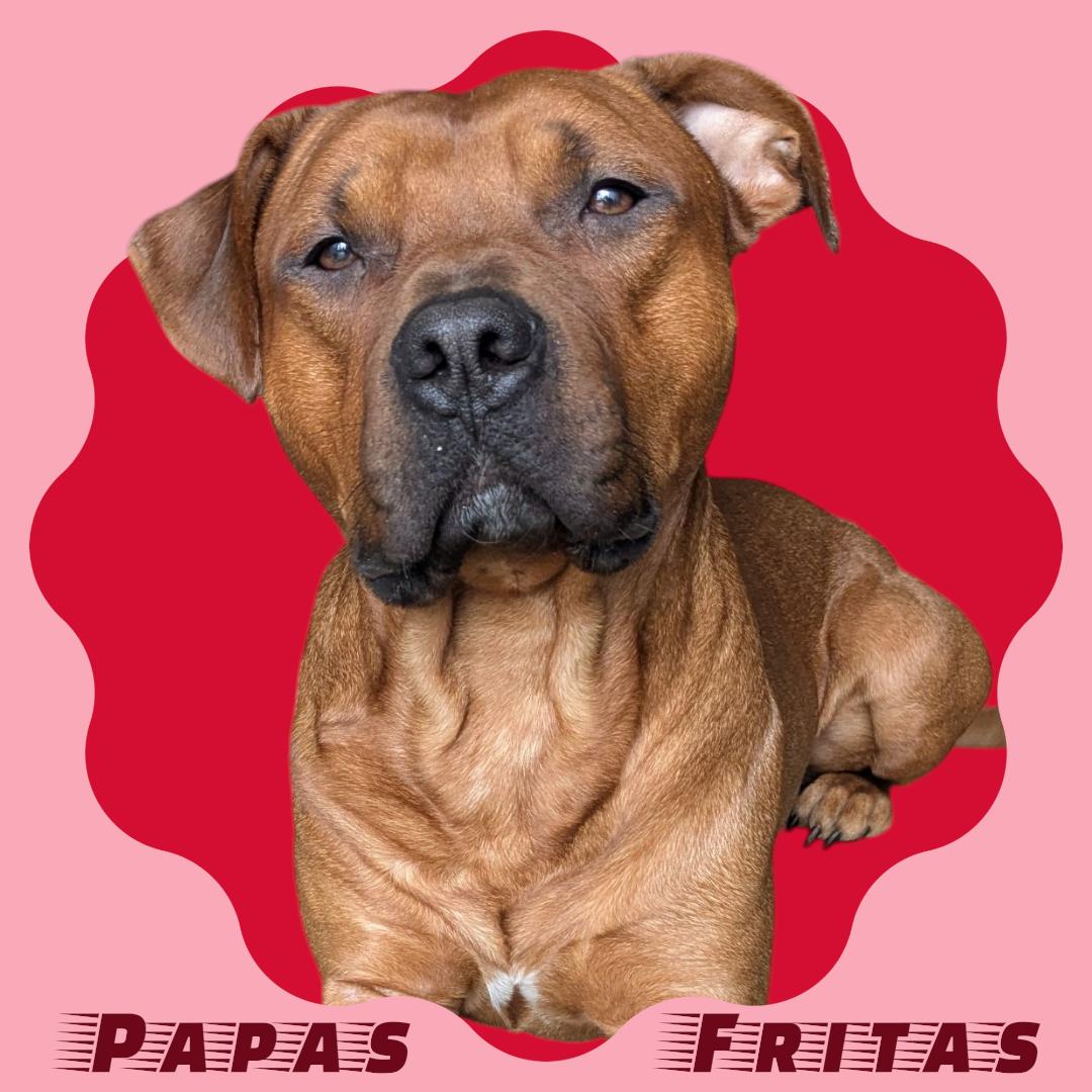 Enlarge Papas Fritas, a Adoptable mixed breed in Manchester, NH image 1/1