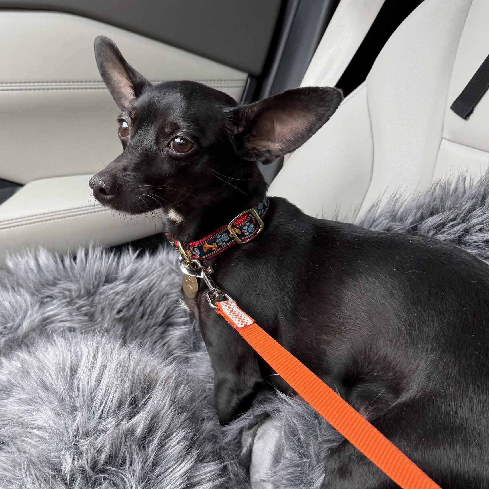 Enlarge Binky , a ADOPTABLE mixed breed in Richmond, VA image 6/6