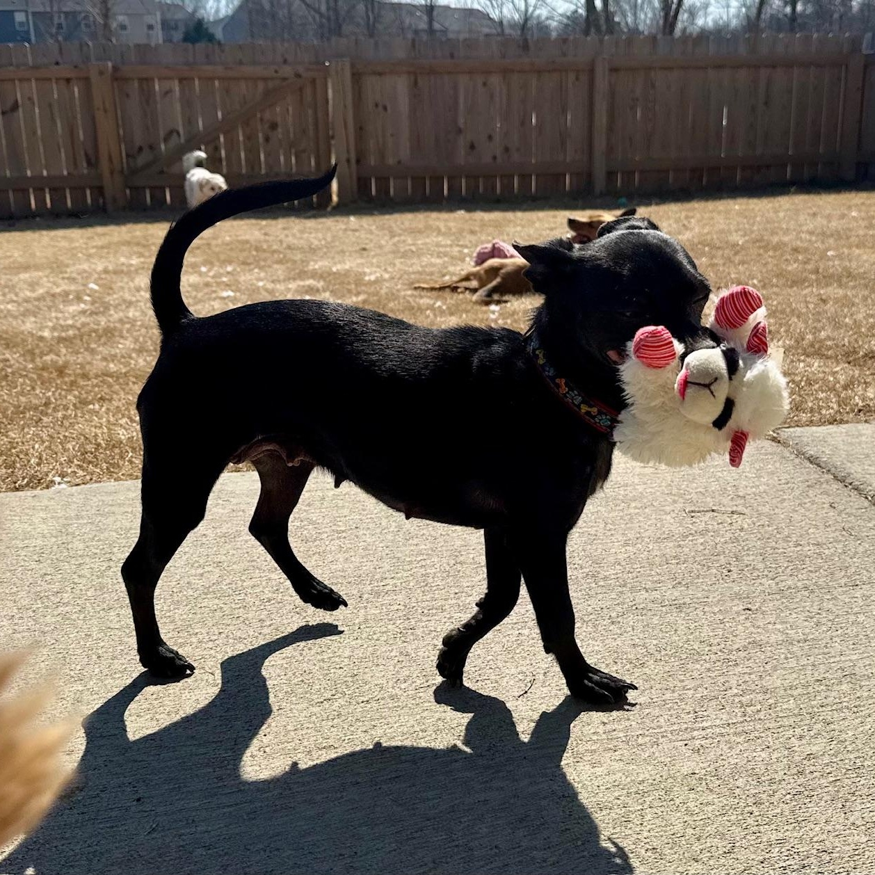 Enlarge Binky , a ADOPTABLE mixed breed in Richmond, VA image 2/6