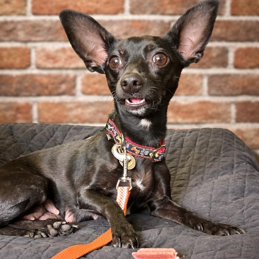 Enlarge Binky , a ADOPTABLE mixed breed in Richmond, VA image 5/6