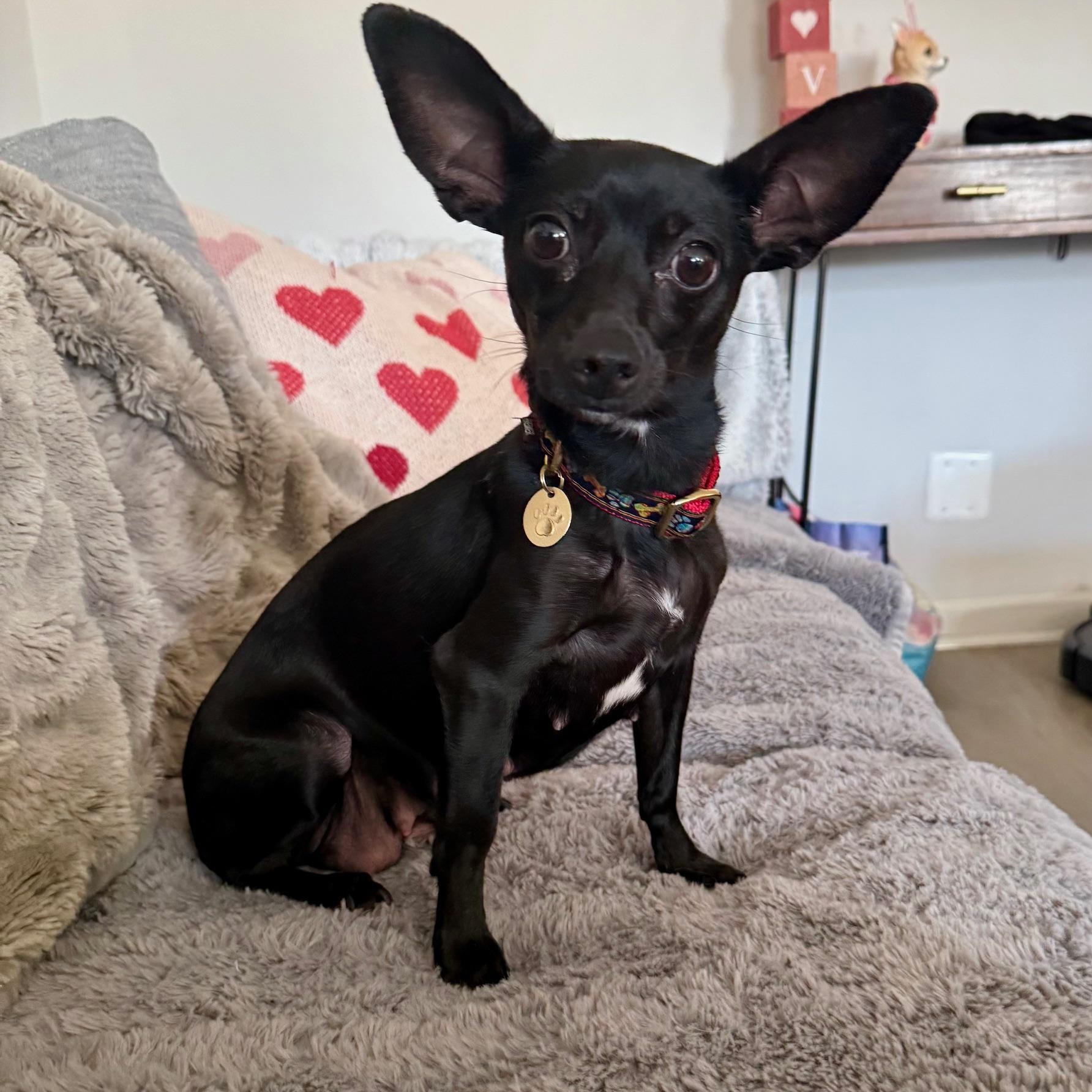 Enlarge Binky , a ADOPTABLE mixed breed in Richmond, VA image 1/6