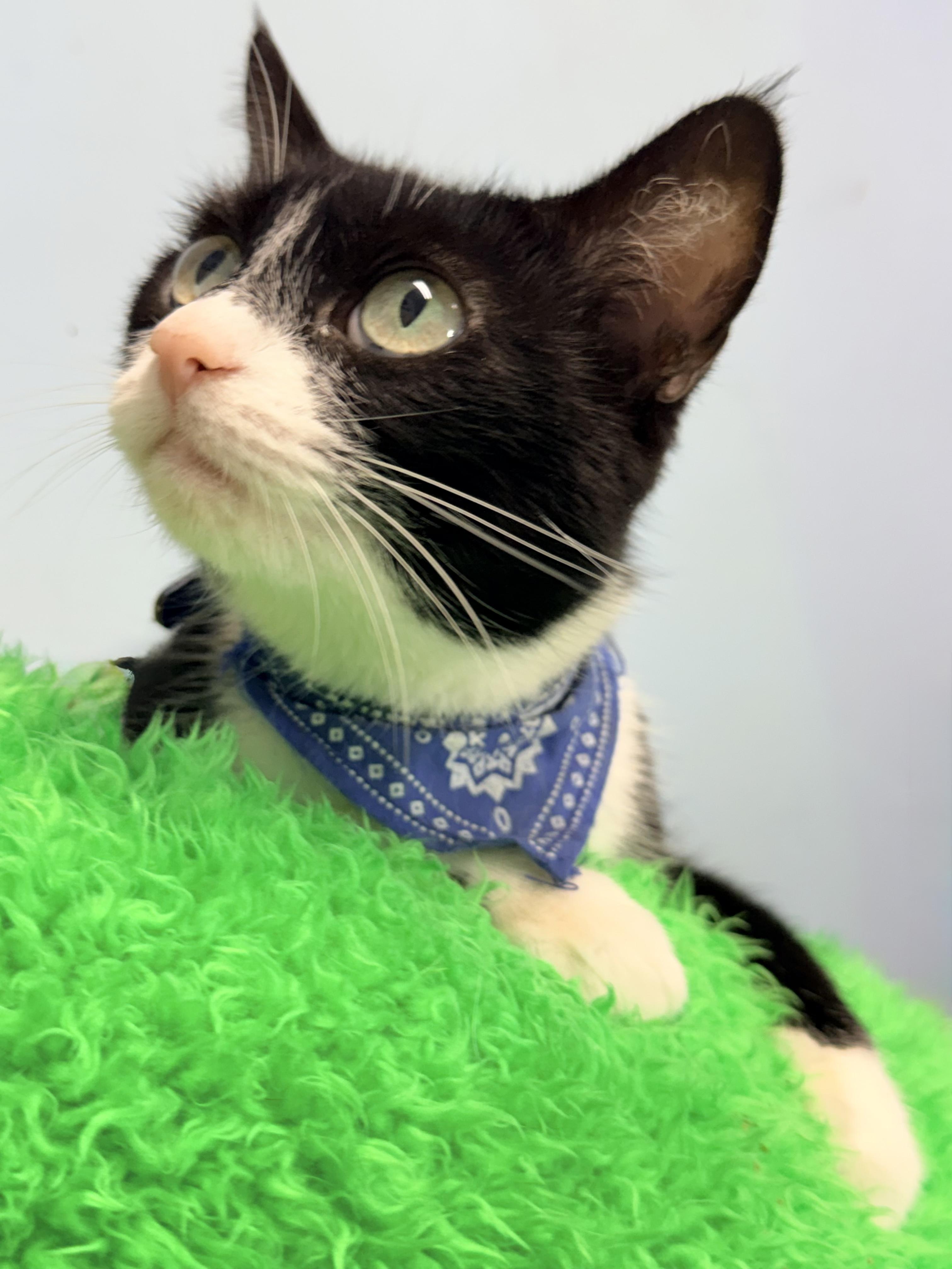 Kiwi, an adopted Tuxedo in Horseshoe Bend, AR image 2/3