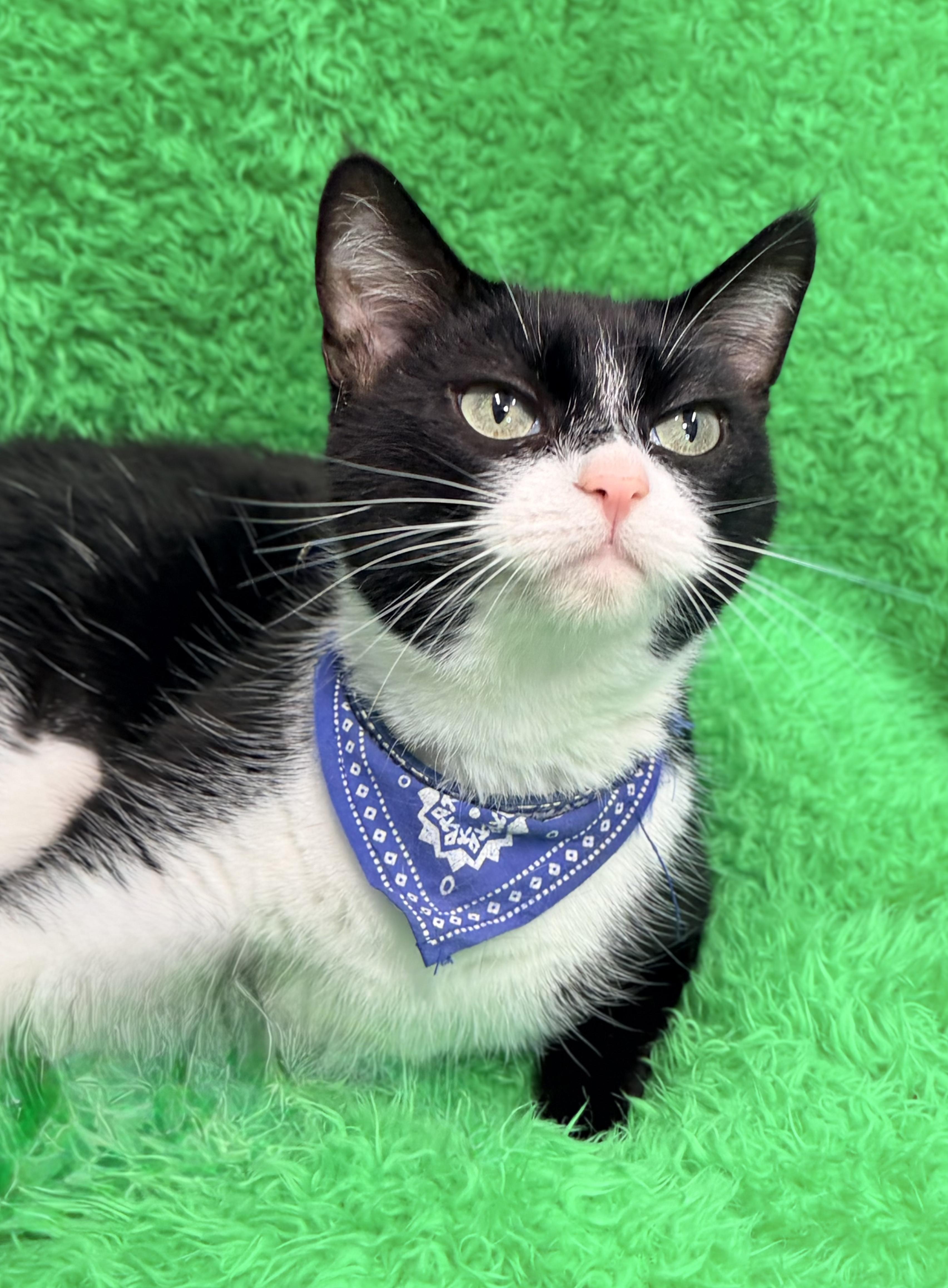 Kiwi, an adopted Tuxedo in Horseshoe Bend, AR image 3/3