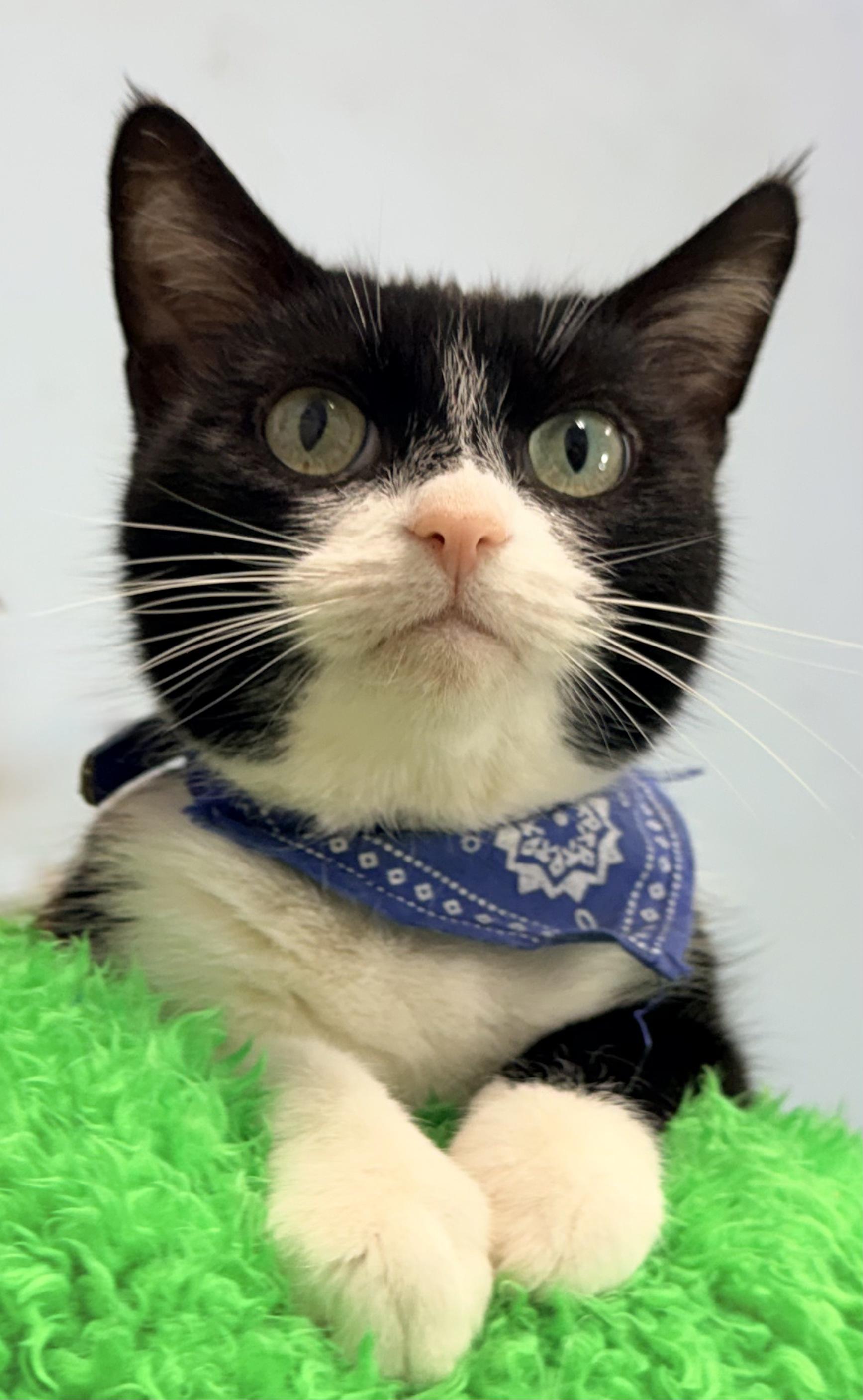 Kiwi, an adopted Tuxedo in Horseshoe Bend, AR image 1/3