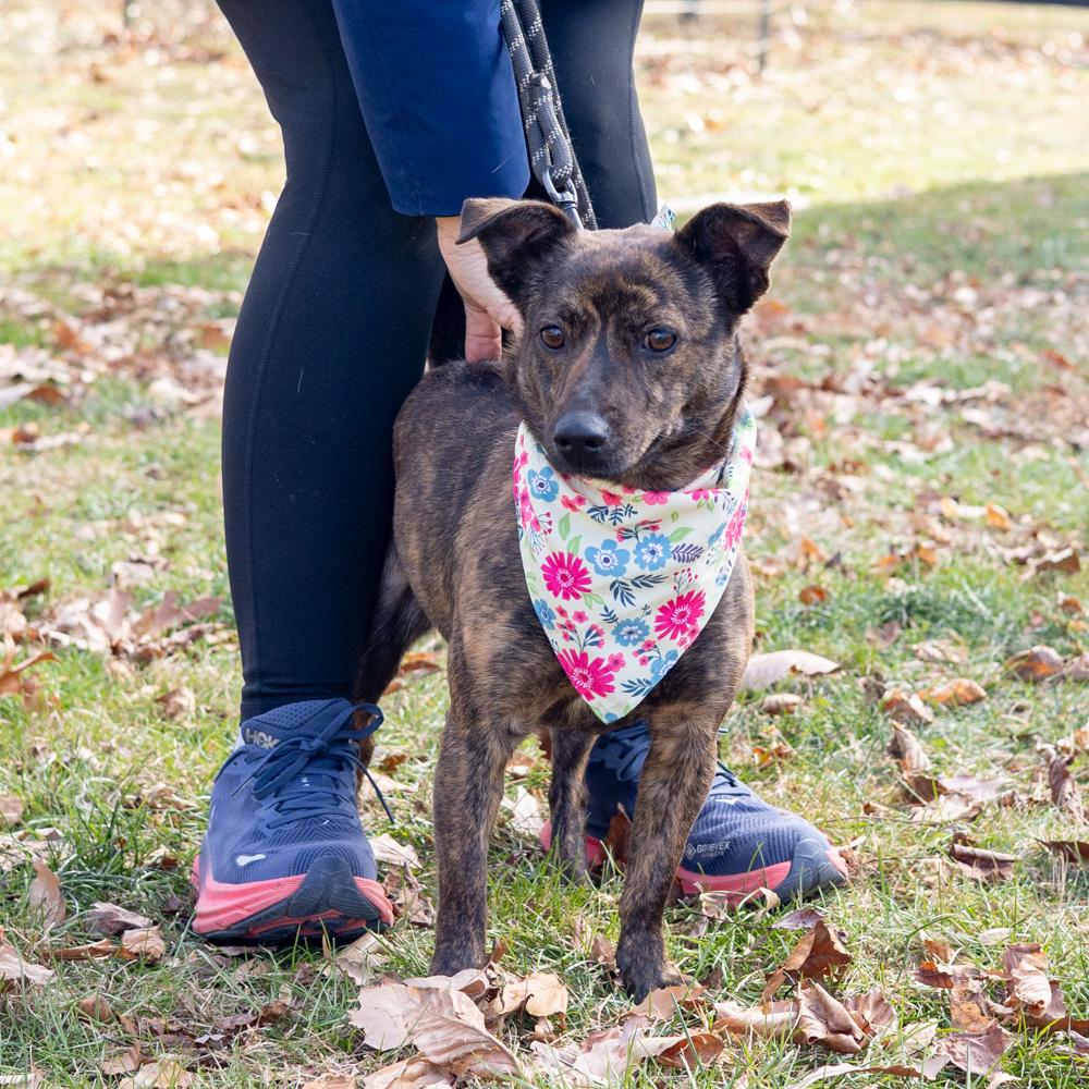 Enlarge Hazel   (Female), a Adoptable mixed breed in West Grove, PA image 2/6