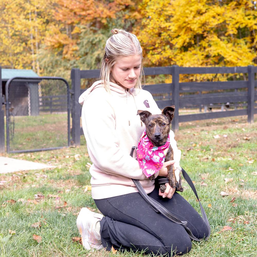 Hazel (Female), a Adoptable mixed breed in West Grove, PA image 2/6