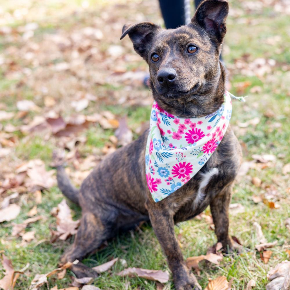 Enlarge Hazel   (Female), a Adoptable mixed breed in West Grove, PA image 3/6