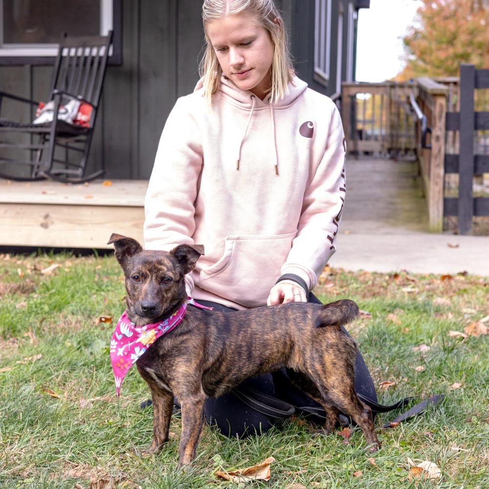 Hazel (Female), a Adoptable mixed breed in West Grove, PA image 4/6