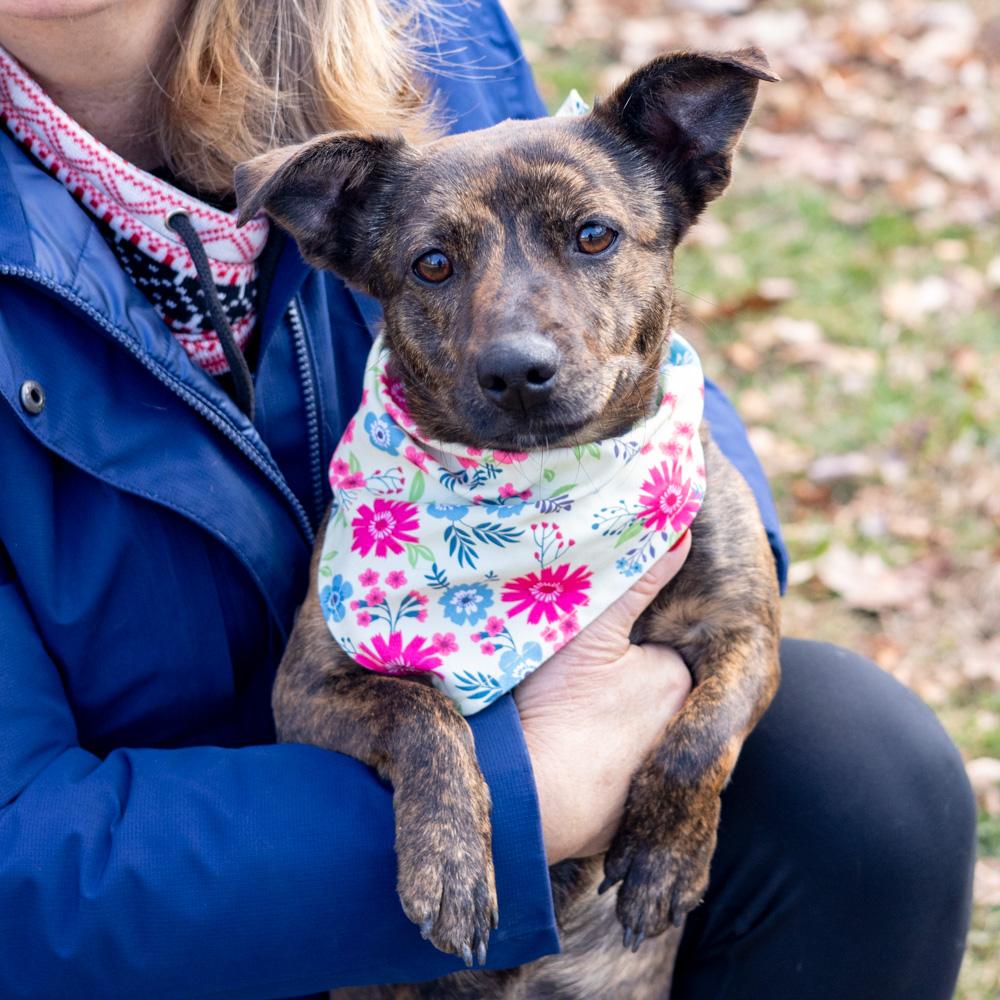 Hazel   (Female), Adoptable, Young Female Feist.