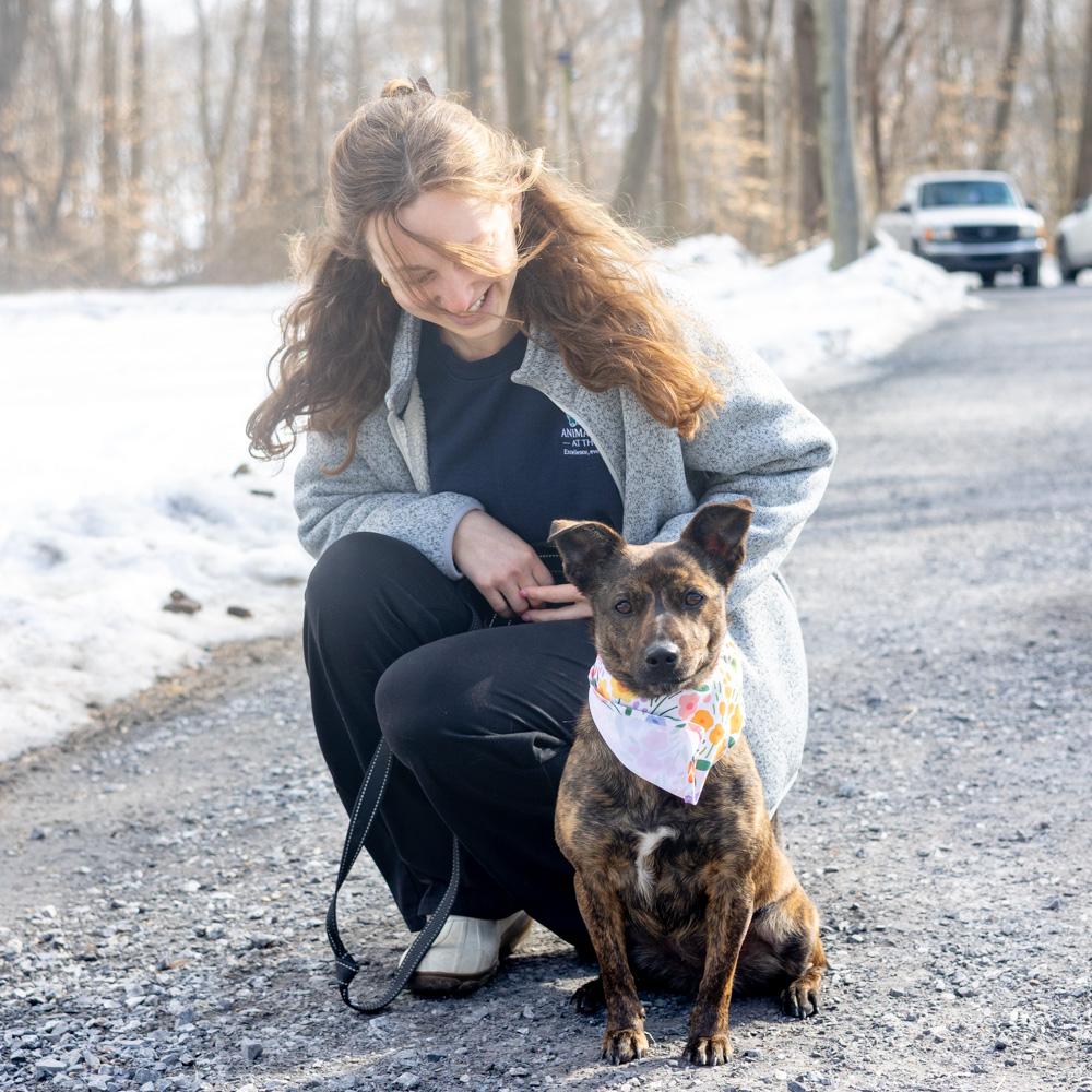 Ellie (Female), a Adoptable mixed breed in West Grove, PA image 2/6