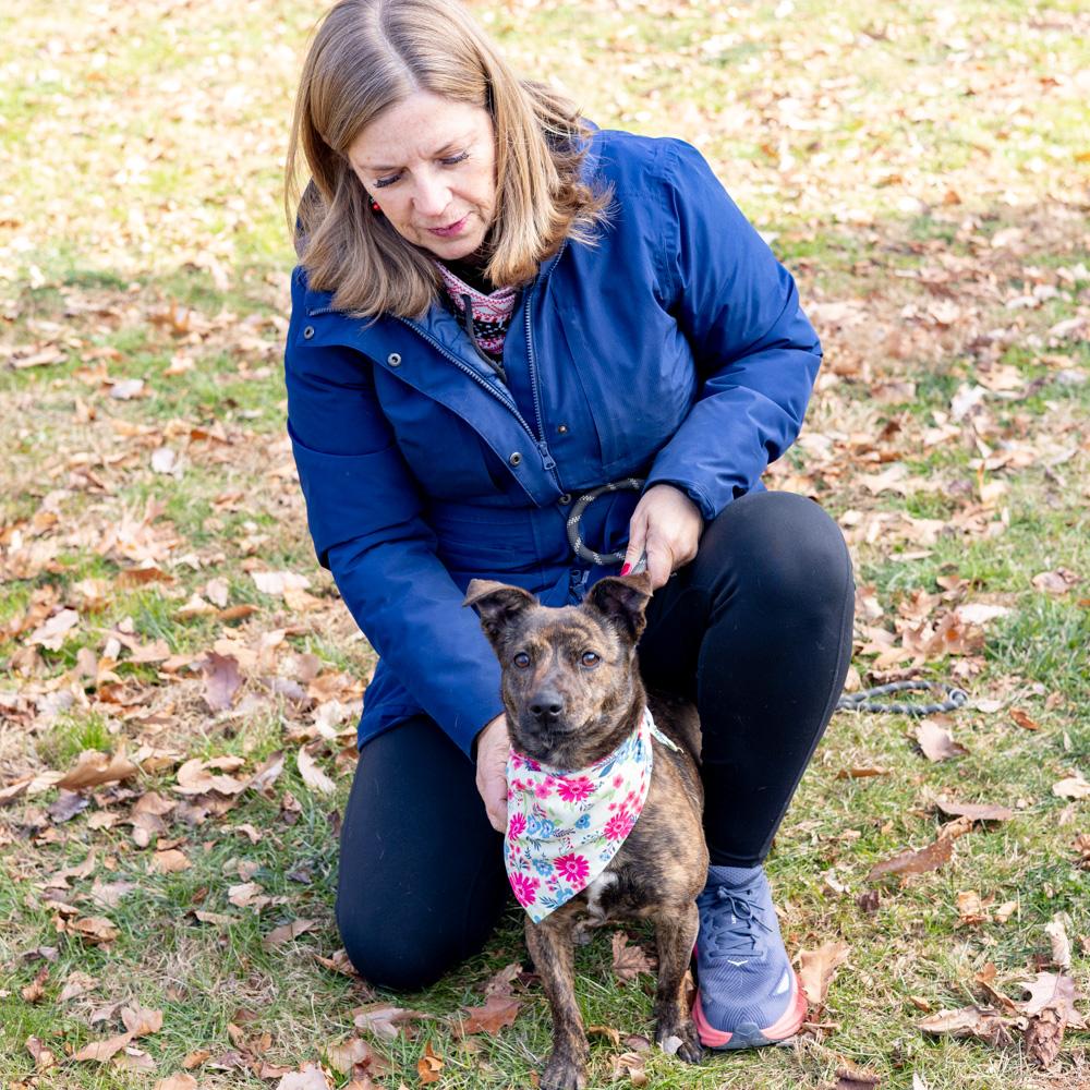 Enlarge Hazel   (Female), a Adoptable mixed breed in West Grove, PA image 4/6