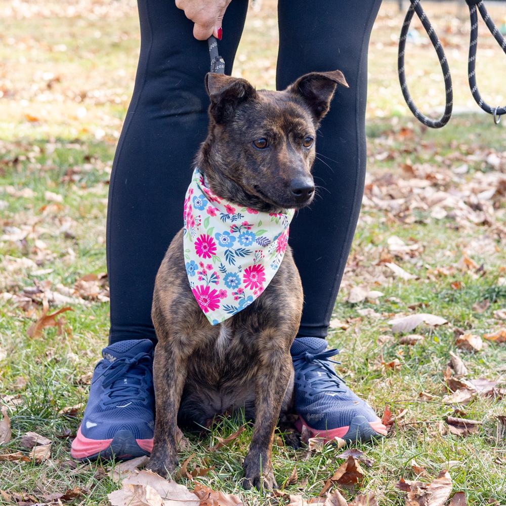 Enlarge Hazel   (Female), a Adoptable mixed breed in West Grove, PA image 5/6