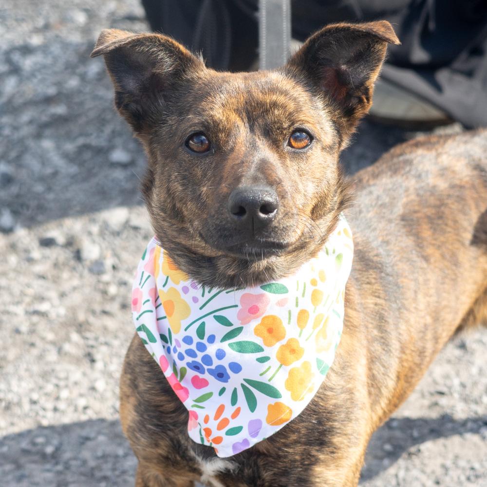 Ellie (Female), a Adoptable mixed breed in West Grove, PA image 1/6