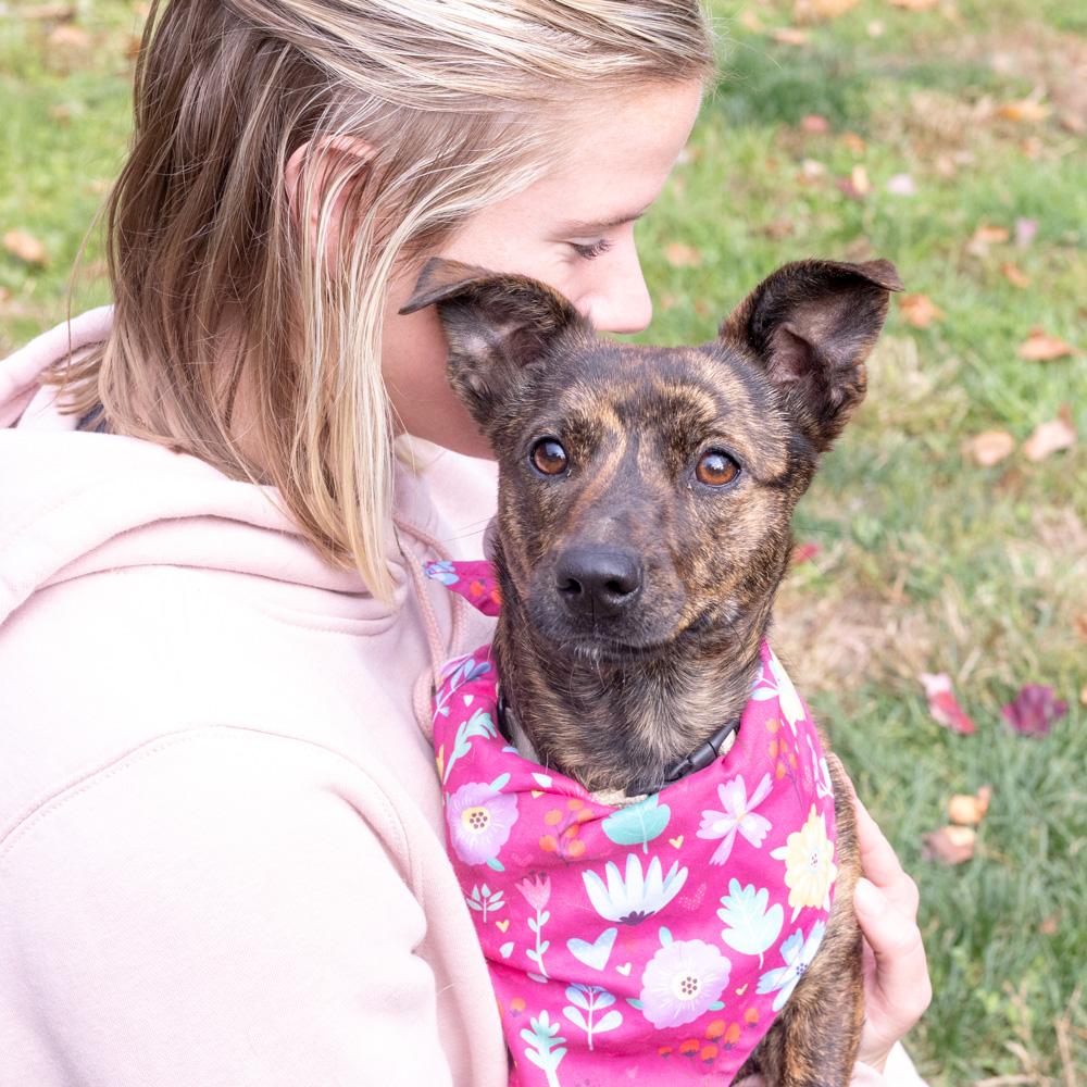 Hazel (Female), a Adoptable mixed breed in West Grove, PA image 3/6