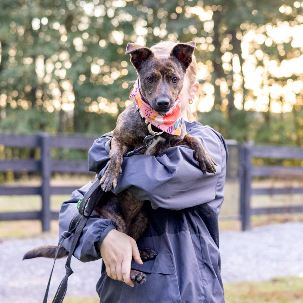 Hazel (Female), a Adoptable mixed breed in West Grove, PA image 5/6