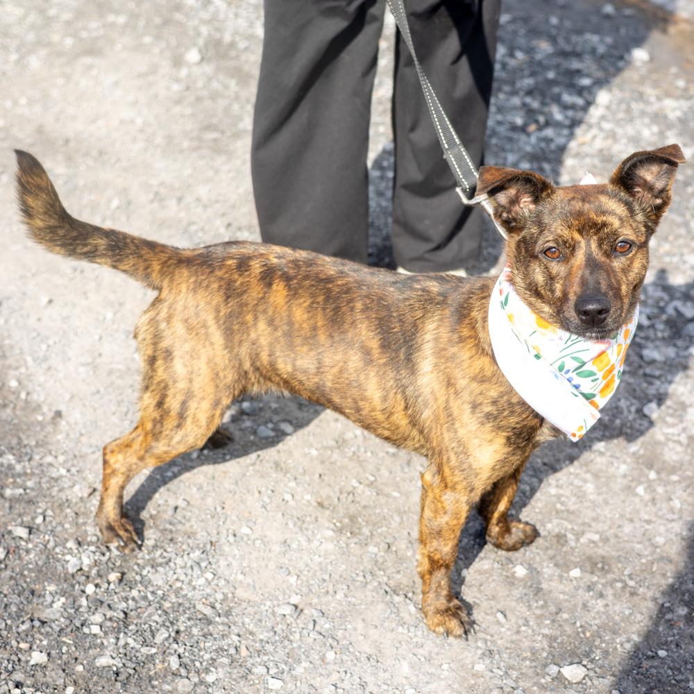 Ellie (Female), a Adoptable mixed breed in West Grove, PA image 5/6