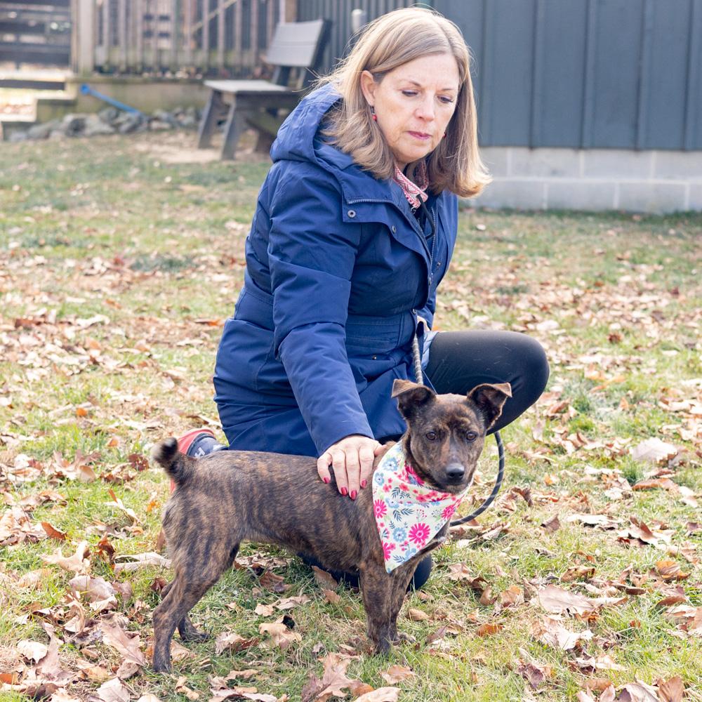 Enlarge Hazel   (Female), a Adoptable mixed breed in West Grove, PA image 6/6