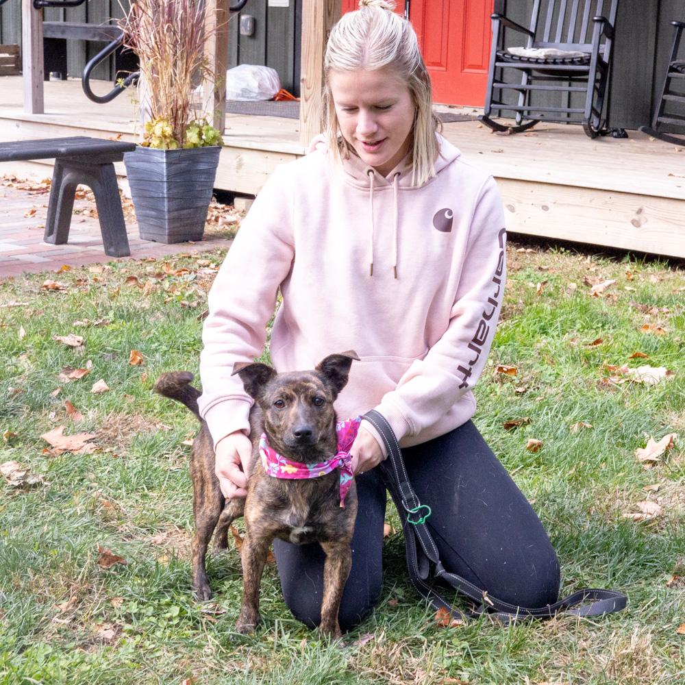 Hazel (Female), a Adoptable mixed breed in West Grove, PA image 6/6