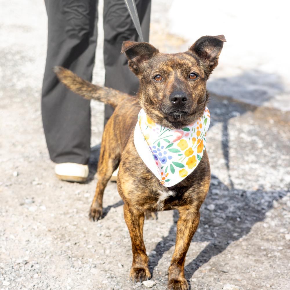 Ellie (Female), a Adoptable mixed breed in West Grove, PA image 3/6
