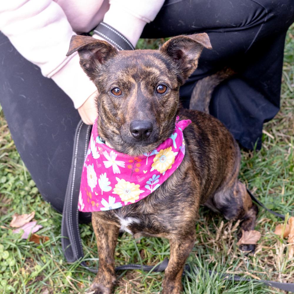 Hazel (Female), a Adoptable mixed breed in West Grove, PA image 1/6