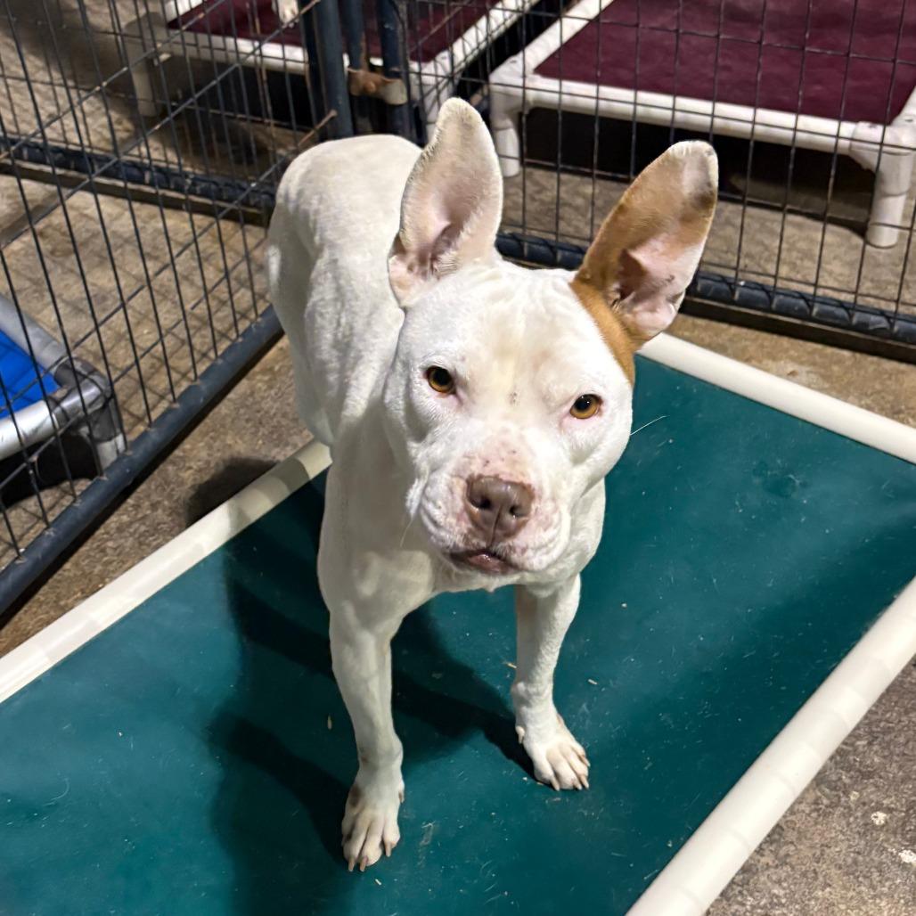 Clarissa, Adoptable, Adult Female Pit Bull Terrier & Mixed Breed.