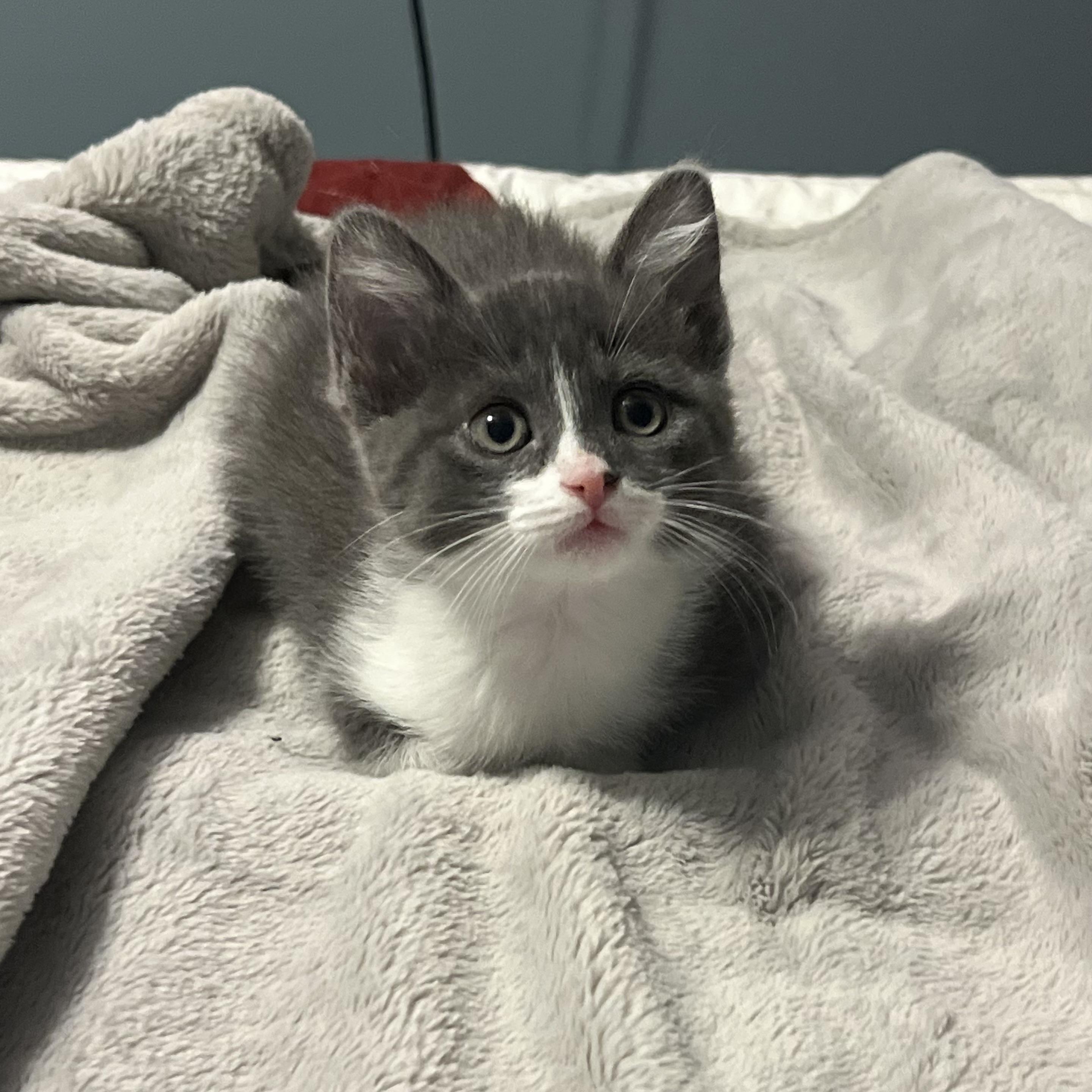 Enlarge Phoebe, an adopted Domestic Short Hair in Bentonville, AR image 1/1