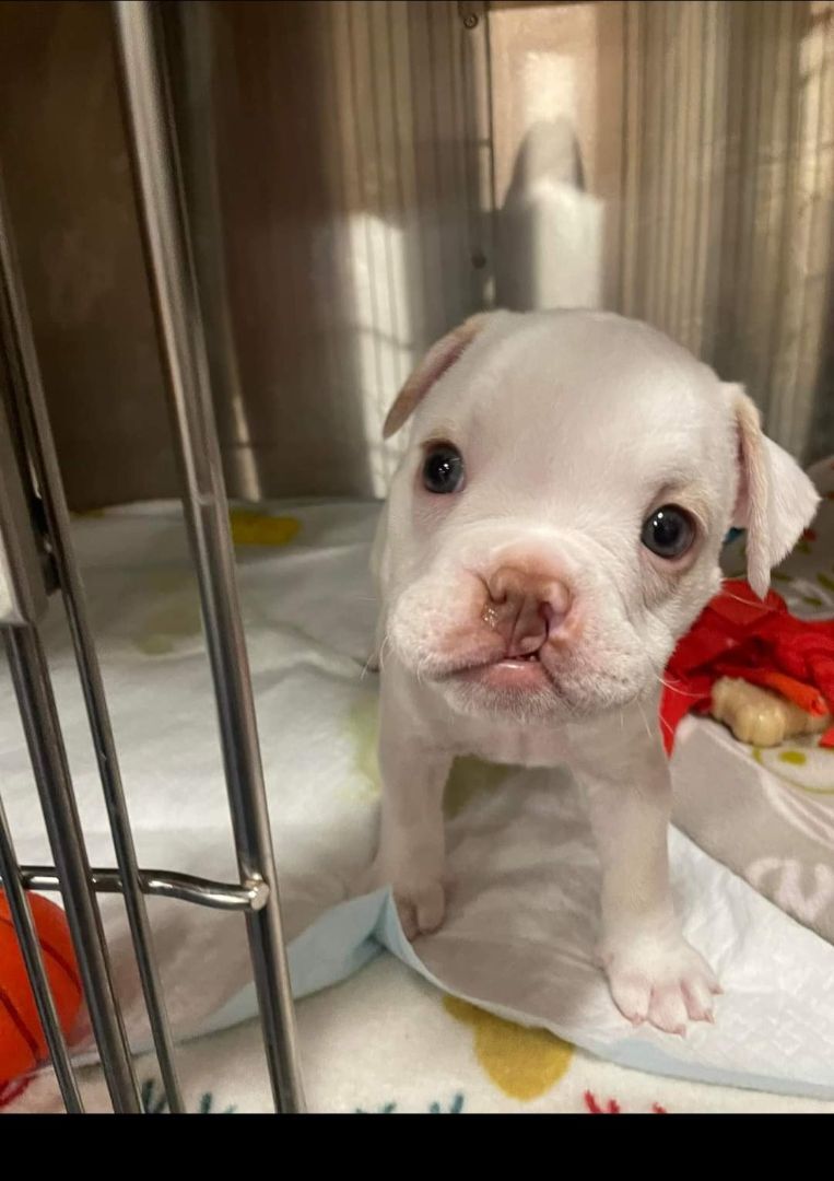 Forrest , Adopted, Puppy Male English Bulldog.