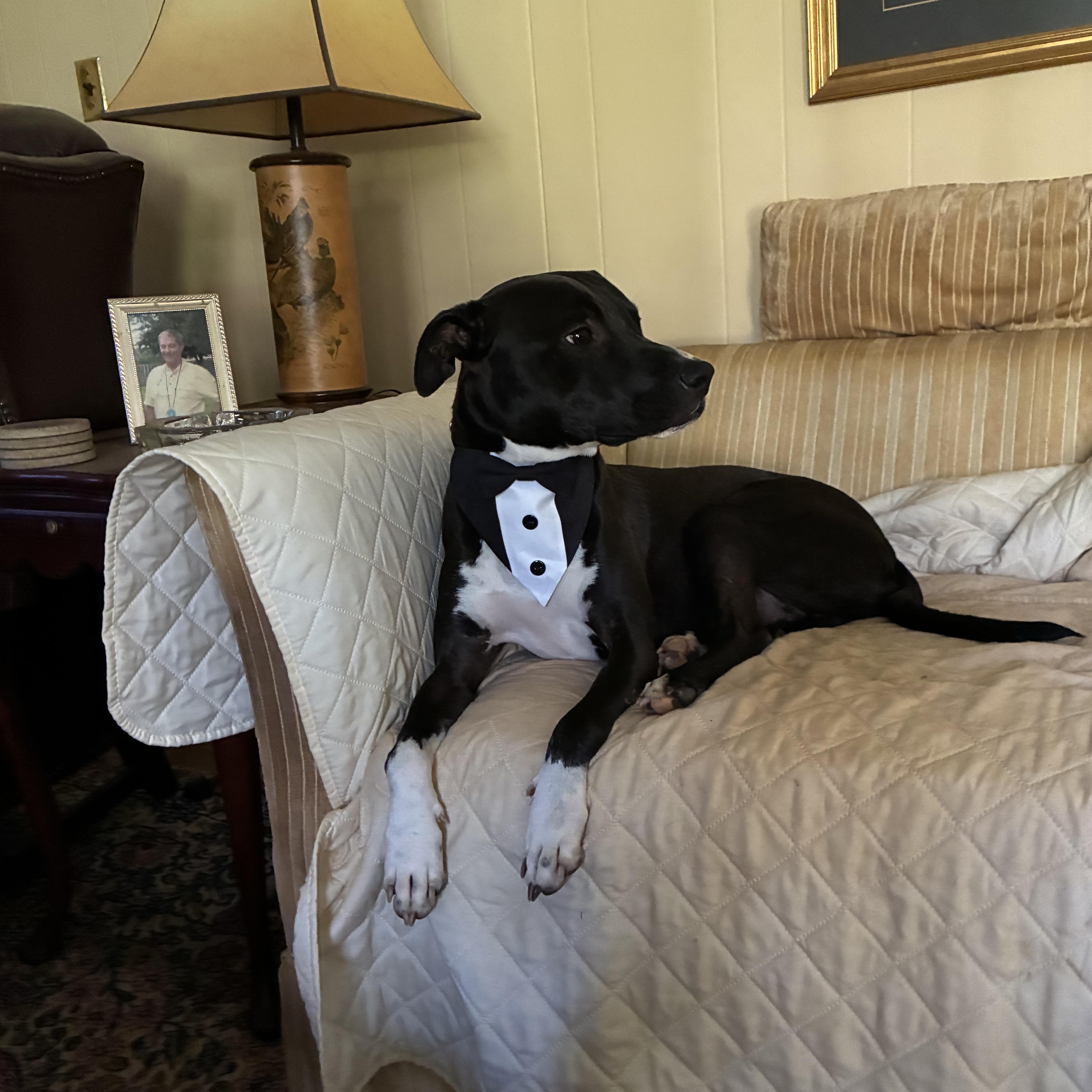 Shadow, Adoptable, Young Male Black Labrador Retriever & American Staffordshire Terrier.