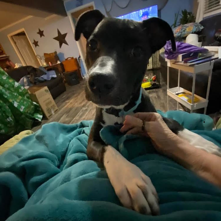 Enlarge Shadow, a Adoptable mixed breed in Cumming, GA image 4/4