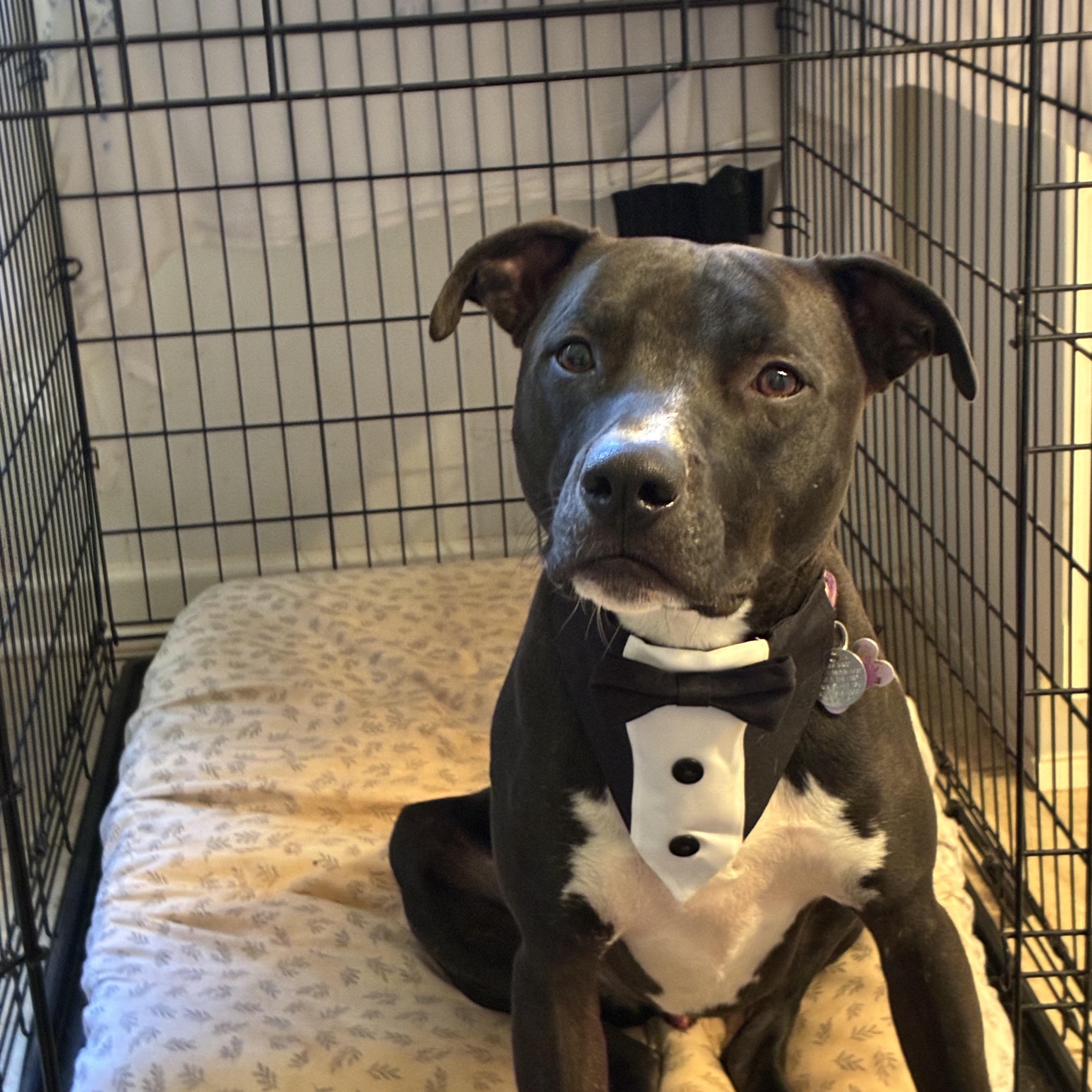 Shadow, a Adoptable mixed breed in Cumming, GA image 2/5