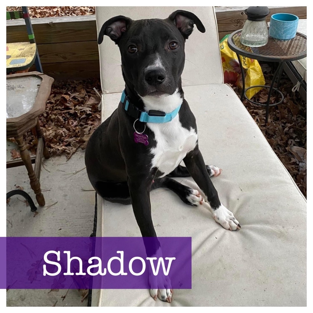 Shadow, Adoptable, Young Male Black Labrador Retriever & American Staffordshire Terrier.