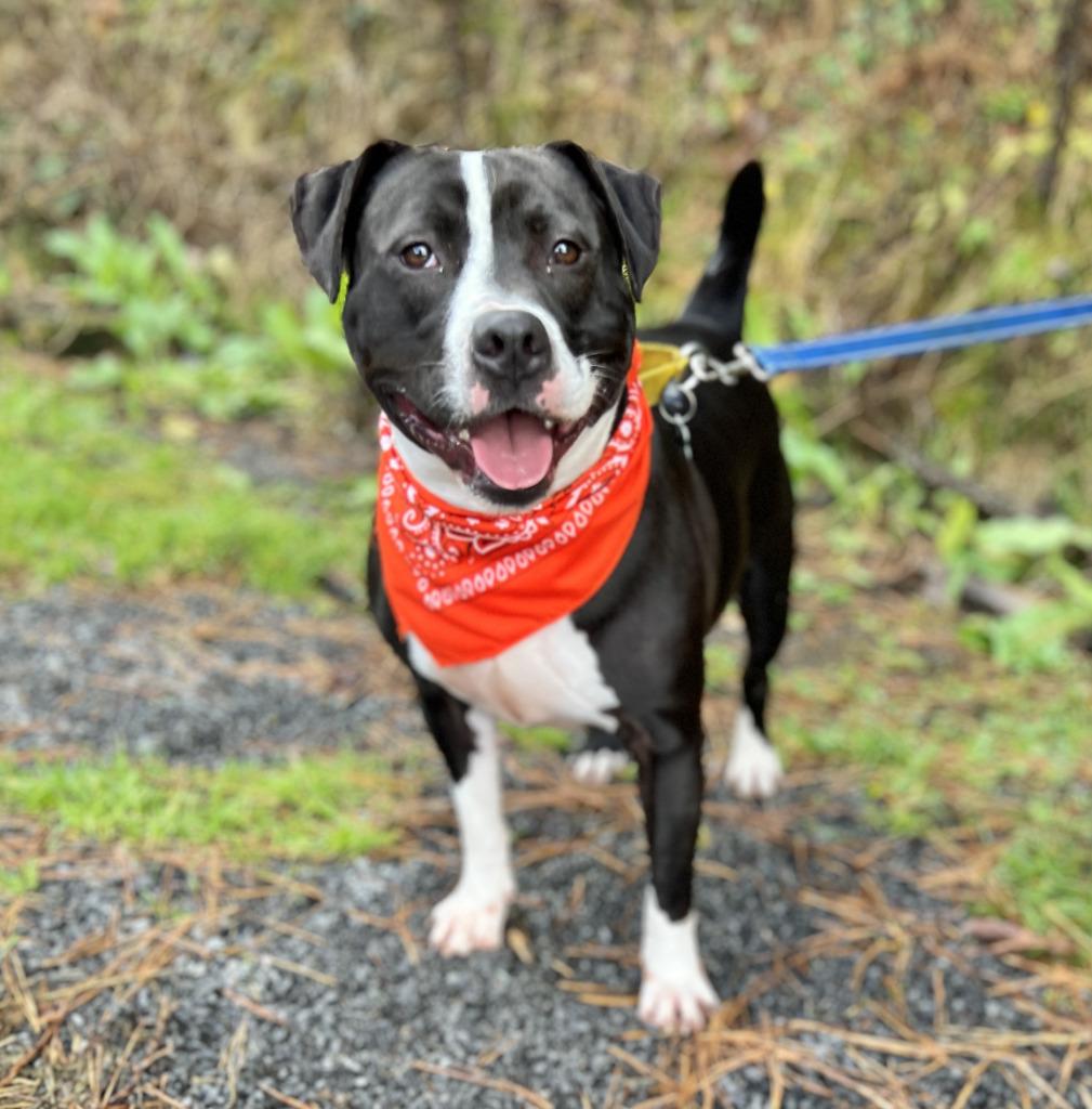 Blue, Adoptable, Adult Male Mixed Breed.