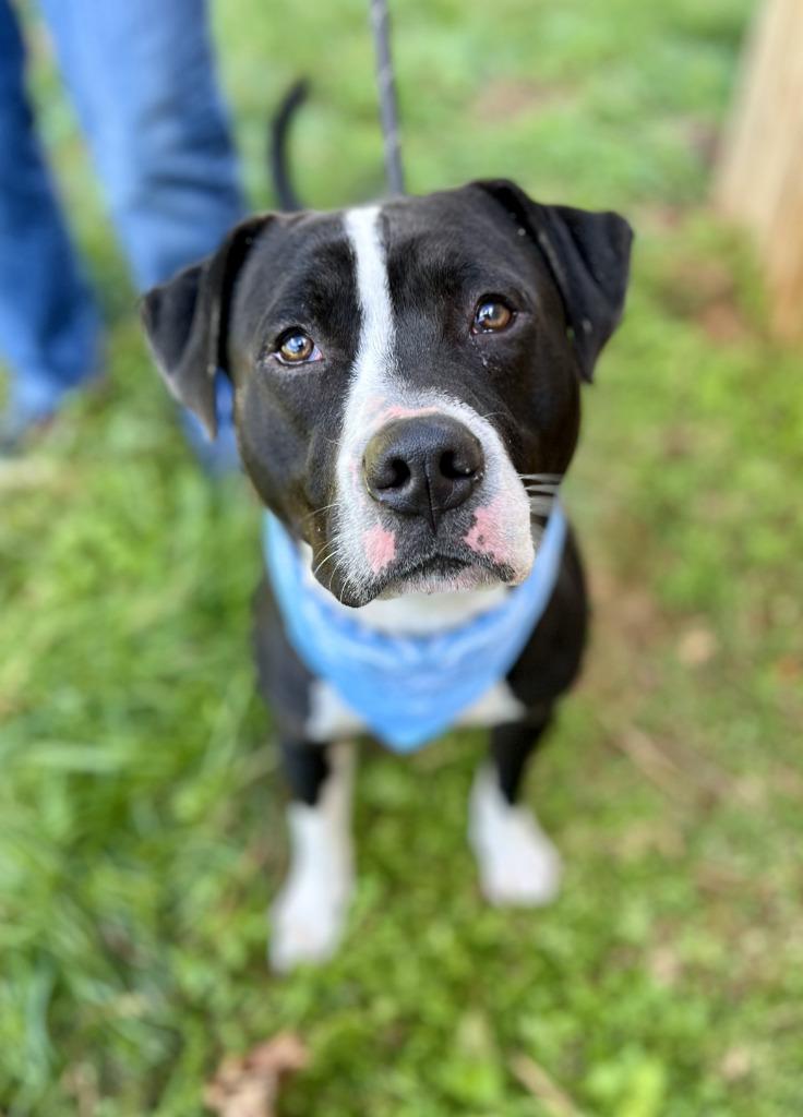Enlarge Blue, a Adoptable mixed breed in Ellijay, GA image 4/4