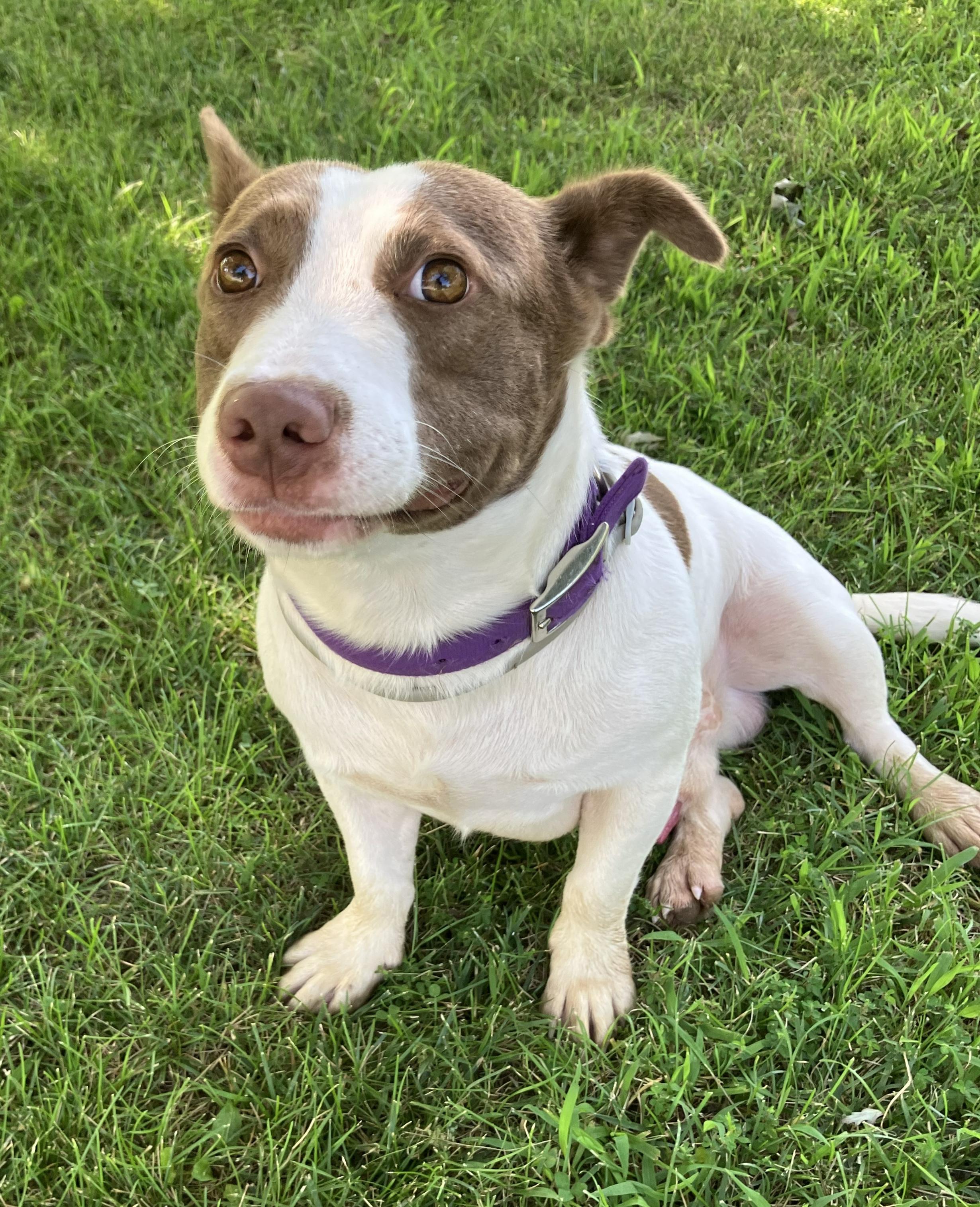 Enlarge Finley, an adopted mixed breed in Fayette, MO image 1/1