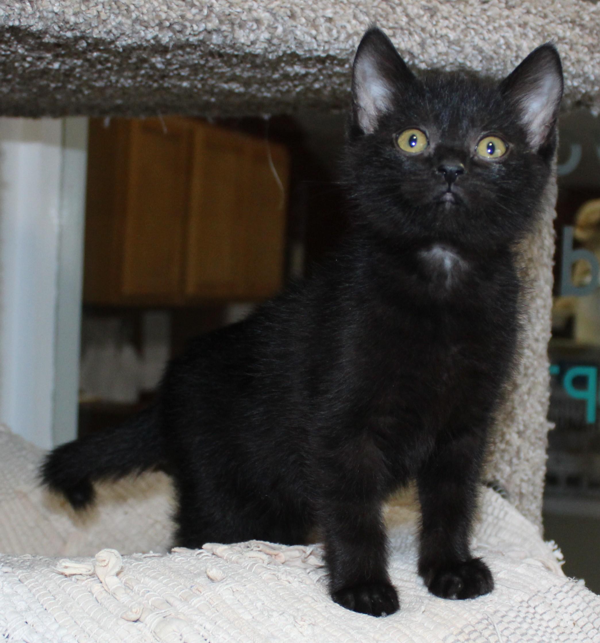 Shady, Baby Female Domestic Short Hair